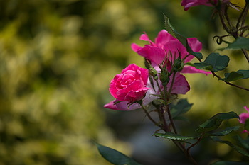 Uber Exif Photo