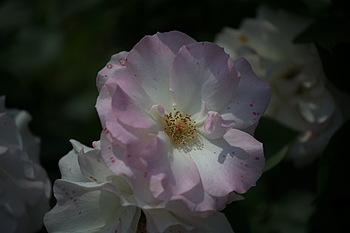 Uber Exif Photo
