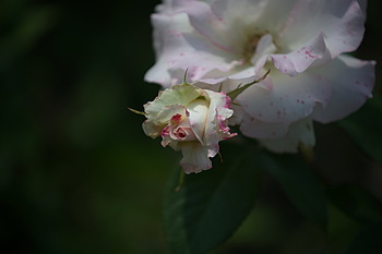 Uber Exif Photo