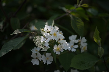 Uber Exif Photo