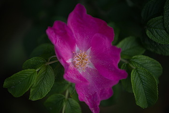 Uber Exif Photo