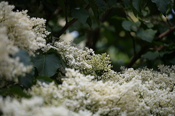 Uber Exif Photo