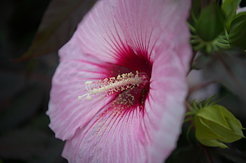 Uber Exif Photo