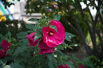 Uber Exif Photo