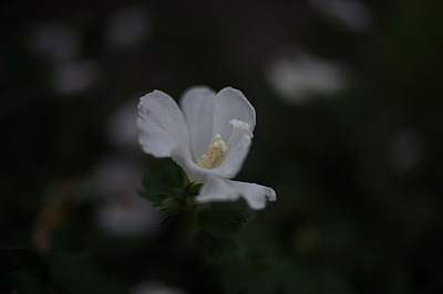 Uber Exif Photo