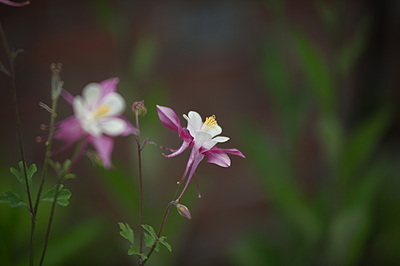 Uber Exif Photo