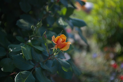 Uber Exif Photo