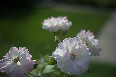 Uber Exif Photo