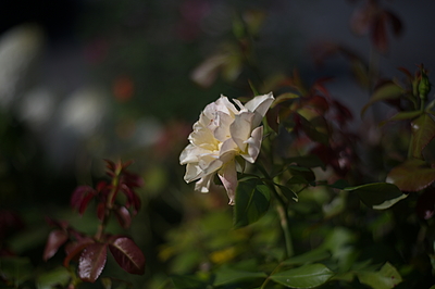 Uber Exif Photo