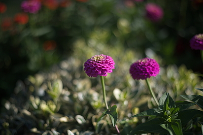 Uber Exif Photo