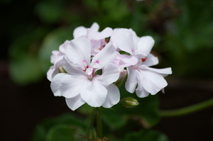 Uber Exif Photo