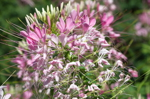 Uber Exif Photo