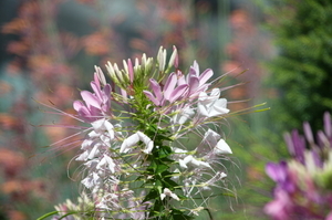 Uber Exif Photo