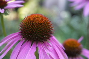 Uber Exif Photo