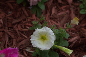 Uber Exif Photo