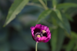 Uber Exif Photo