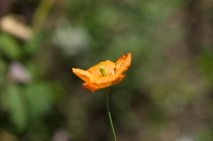 Uber Exif Photo