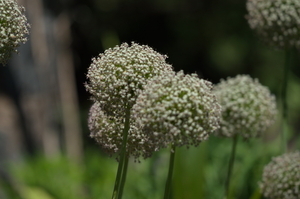 Uber Exif Photo