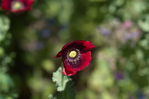 Uber Exif Photo