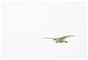 Uber Exif Photo