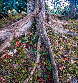 Uber Exif Photo