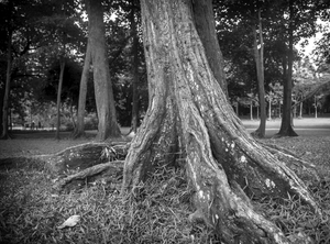 Uber Exif Photo