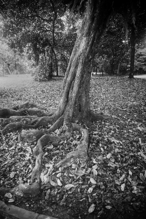 Uber Exif Photo