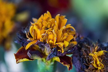 Uber Exif Photo