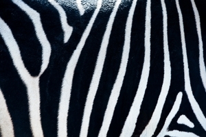 Uber Exif Photo