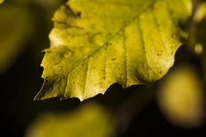 Uber Exif Photo