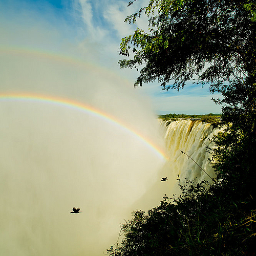 Birds, Victoria Falls, Zambia