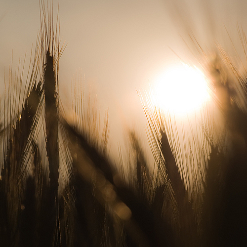 Field of Gold