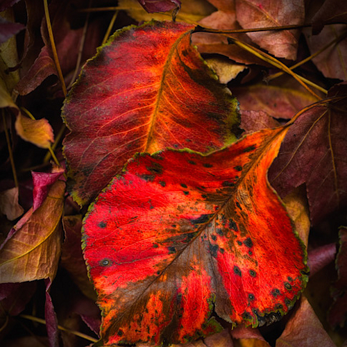 Autumn Leaves
