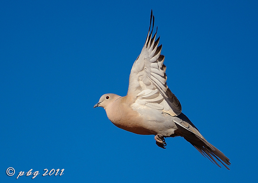 Mourning Dove