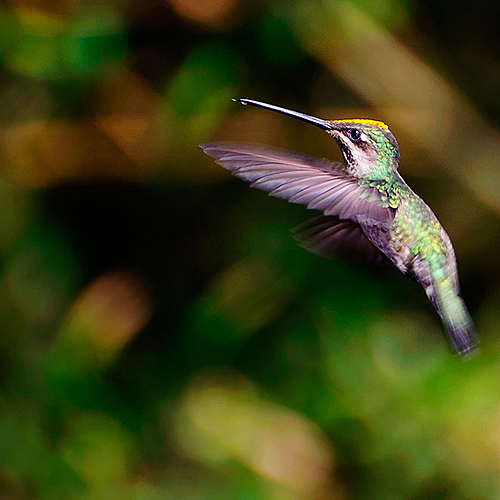 Hummingbird Nozzle Straight Grey