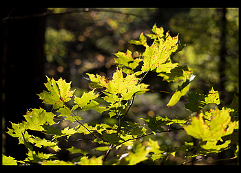 Uber Exif Photo