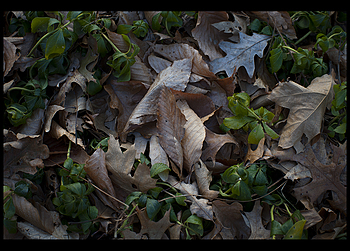Uber Exif Photo