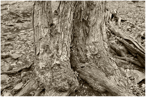 Uber Exif Photo