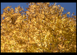 Uber Exif Photo