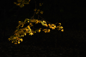 Uber Exif Photo