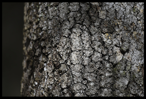 Uber Exif Photo