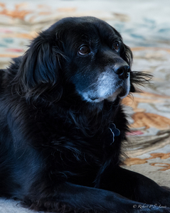 Uber Exif Photo