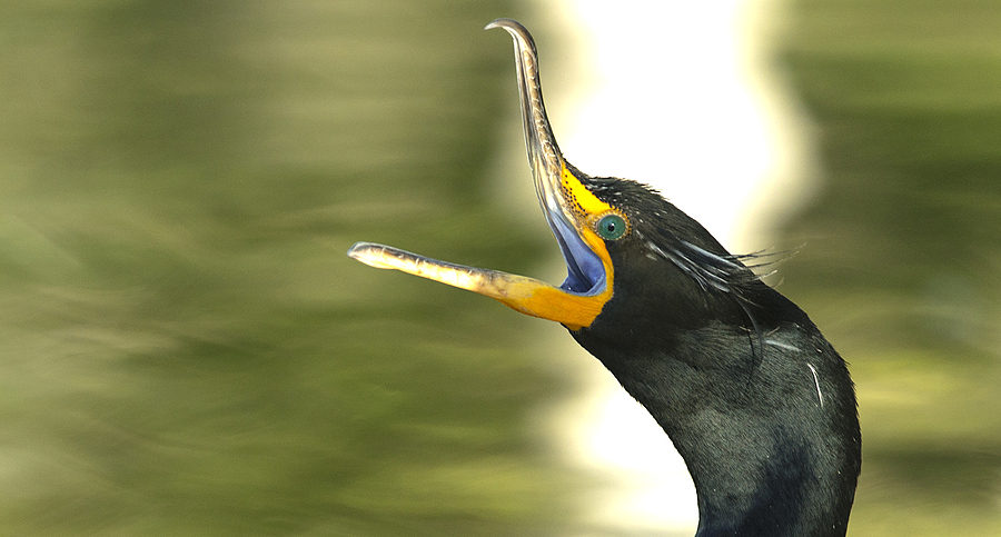 Cormorant