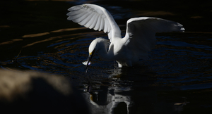 Uber Exif Photo