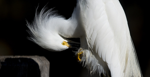 Uber Exif Photo